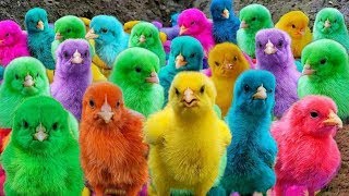 World Cute Chickens,Colorful Chickens, Rainbows Chickens, Cute Ducks, Eggs, Rabbits,Cute Animals🐤🦆🥚