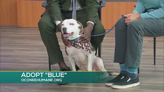 FURRY FRIEND FRIDAY OCONEE HUMANE 12 5