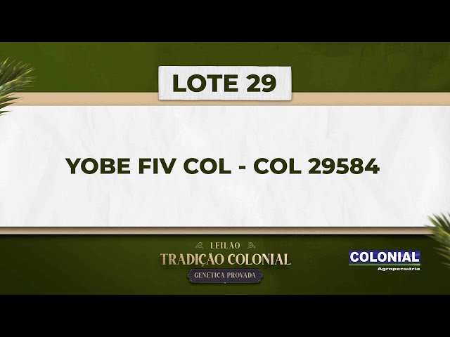 LOTE 29   COL 29584   YOBE FIV COL