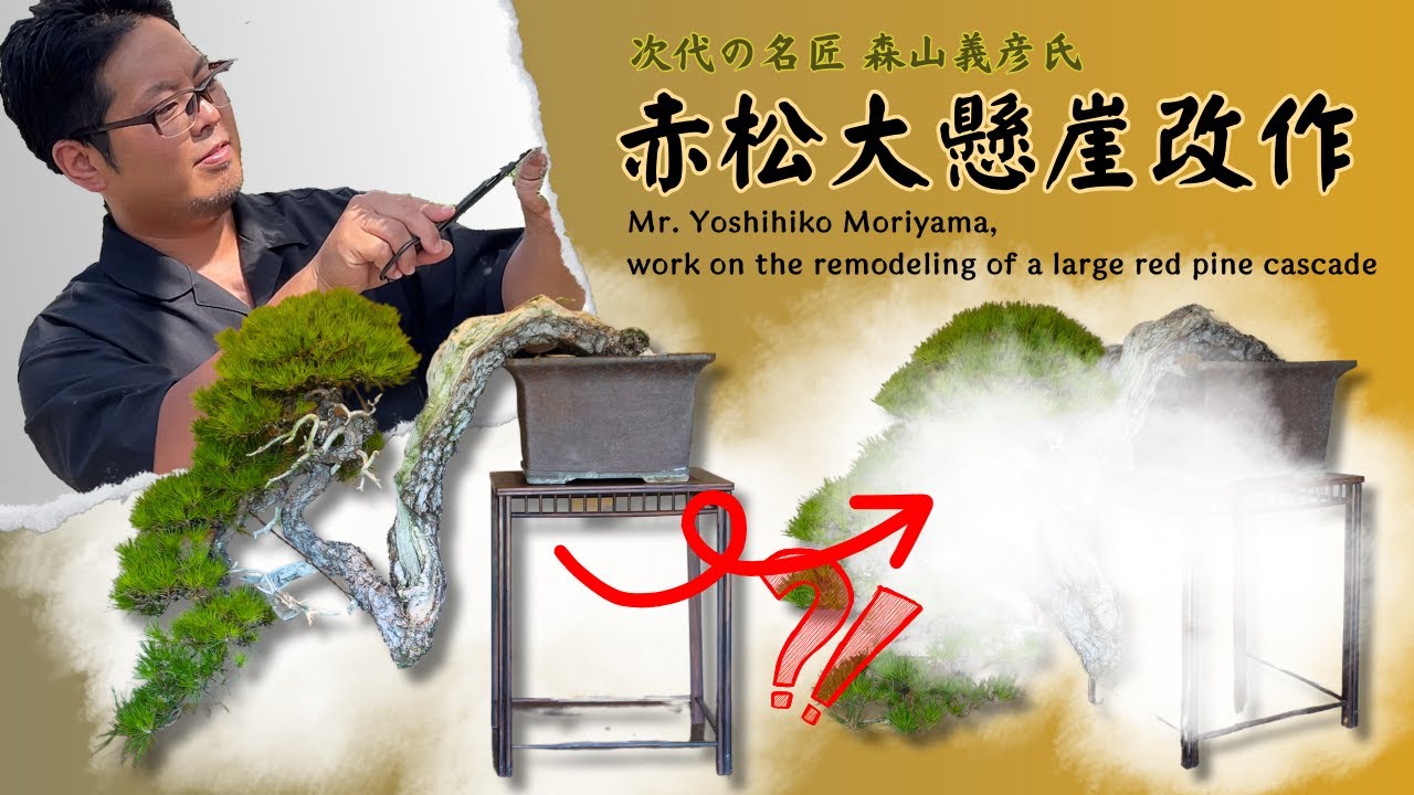 若き名匠森山義彦氏～赤松大懸崖改作作業～