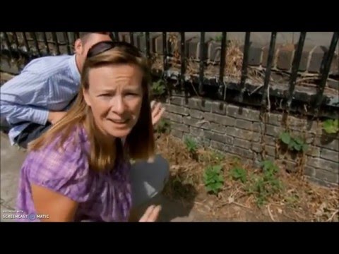 Aesculapian Snakes on The One Show (2015)