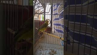 Serin mozambique a l age de 4 mois. Wealth