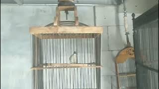 Remetuk Laut Buka paruh Nembak  kenari dan murai