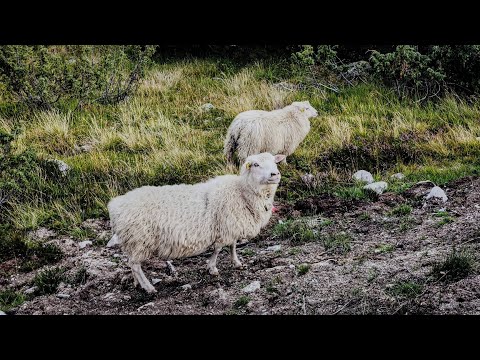 Norwegia, czyli fjordy, makrele i innych atrakcji wiele