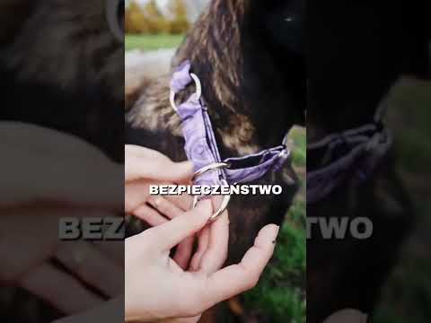 Wideo: Typowe problemy z Catahoulas