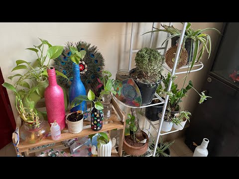 Day 42 of taking care of my balcony garden aaj indoor plants money plants se ghar sajate hain