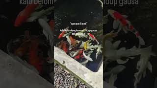 pusat koi berkualitas #ikankoiberkualitas #kolamikan