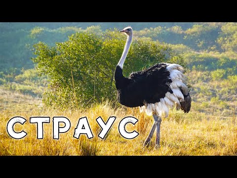 Страус. Загадочные обитатели африканской саванны