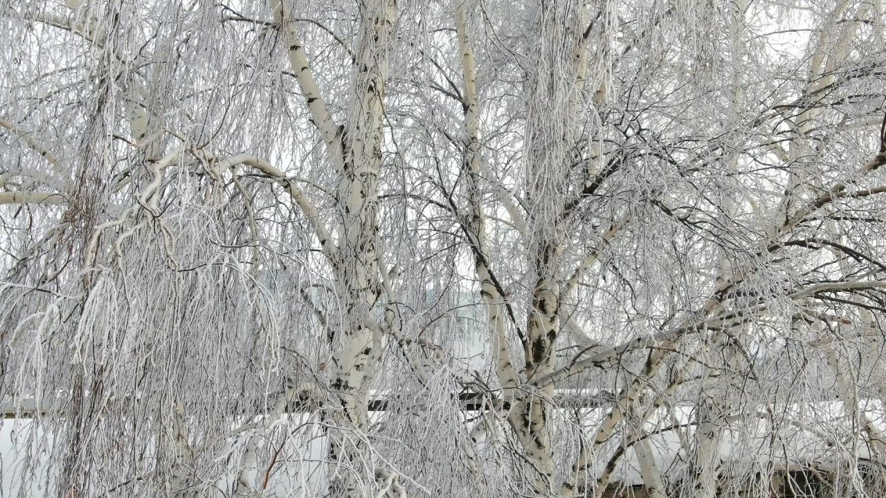 Славгород  Зима