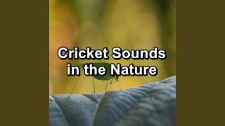 Download Lagu Forest Nature Sound Download Lagu Forest Nature Sound