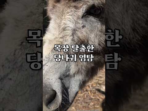 알아서 밥 구해먹는 당나귀 #<strong>animals</strong>