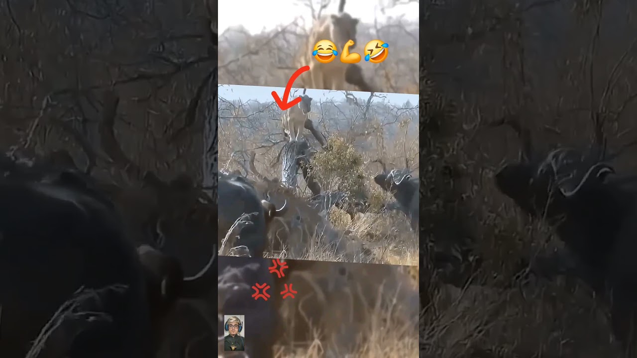 شاهد 😱 كيف خدع الأسد واللبوة وفرش سرتها باقرونه 