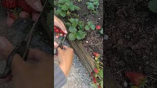 Strawberry harvest 🍓🍓 New video 👉 https://youtu.be/g91gJVcChs0