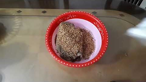 CÁCH LÀM MỒI CÂU CÁ RÔ PHI TỰ NHIÊN GIẬT MỎI TAY GẪY CẦN CẦN THỦ ĐẤT CẢNG