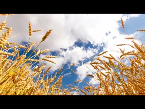 Wheat Field Stock Video