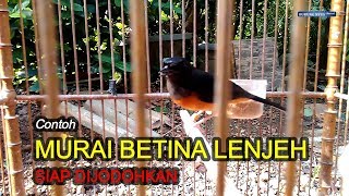 CONTOH MURAI BETINA LENJEH DAN SIAP DIJODOHKAN