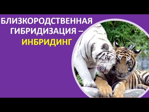 6. Близкородственная гибридизация — инбридинг