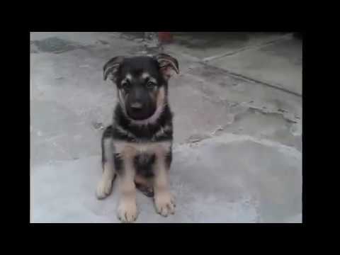 Filhote de pastor alemão com 1 mês Clearance