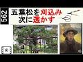 562 五葉松を刈込んでから透かす剪定。 Prune the five-leaf pine, first by trimming and then by sukashi pruning. miki3