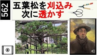 Prune the five-leaf pine, first by trimming and then by sukashi