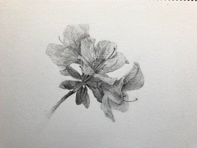 Beginner's Drawing Lesson 4/4: 