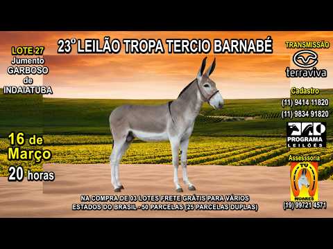 LOTE 27 - 23° LEILÃO TROPA TERCIO BARNABÉ - 16 DE MARÇO (SEGUNDA-FEIRA) ÀS 20 H - CANAL TERRA VIVA