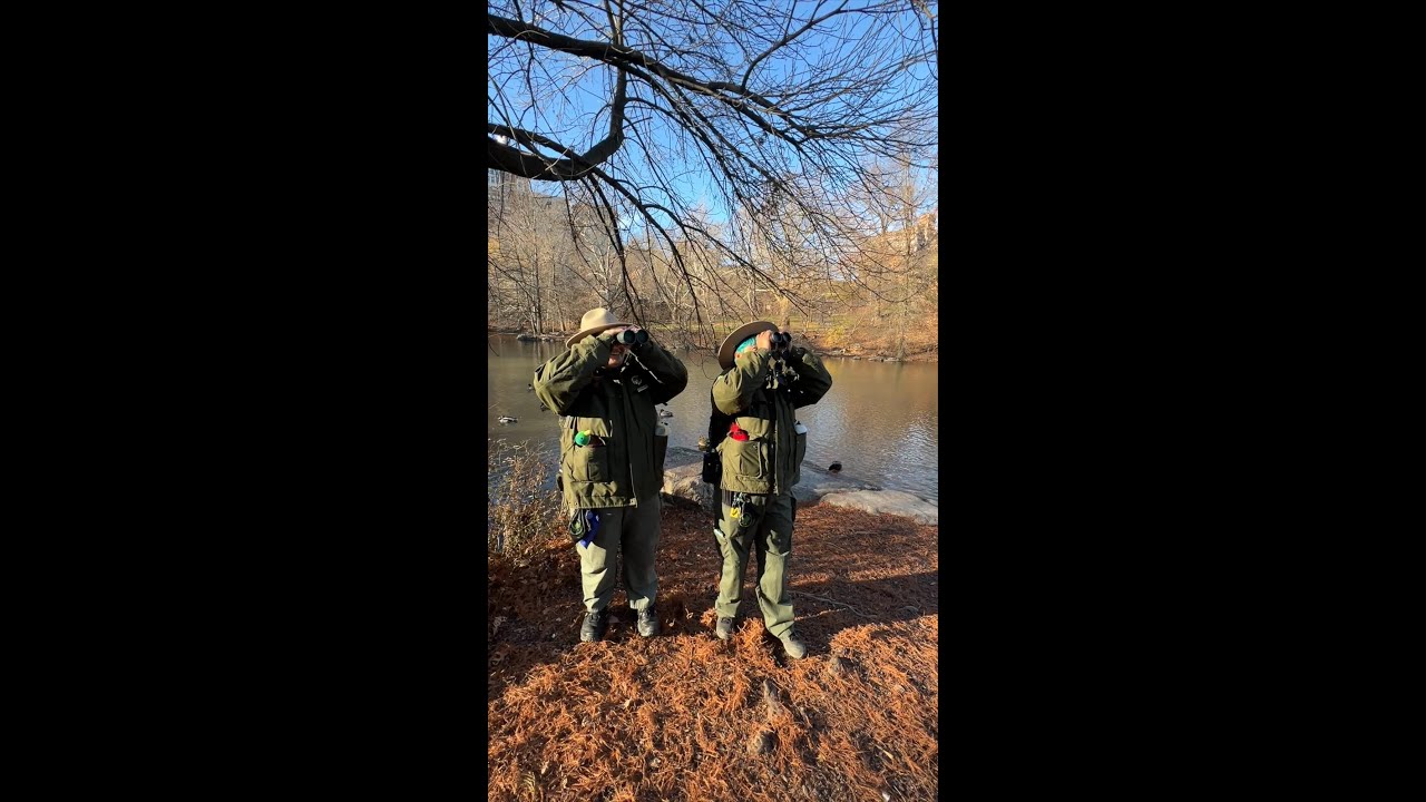 Where Do Central Park's Ducks Go in the Winter?