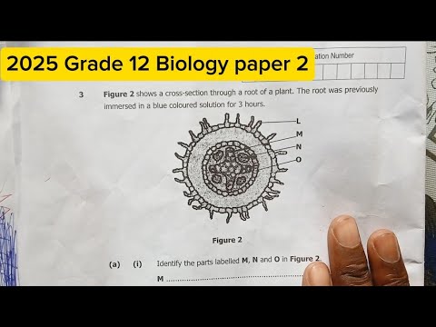 Biology paper 2 2025 Grade 12 internal exam cross section of the plant ...