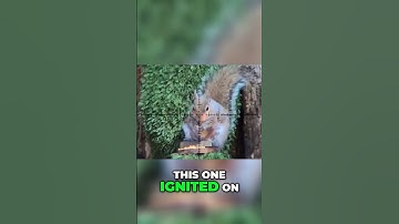 Are exploding pellets real?