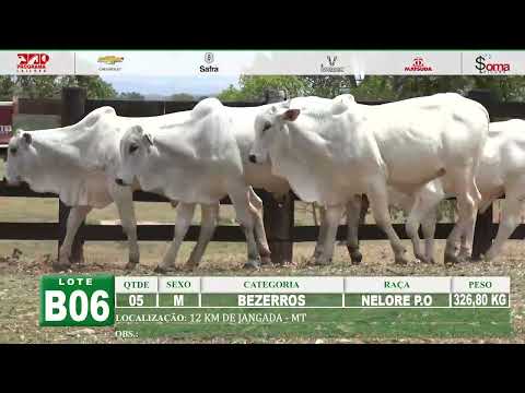 LOTE B06