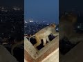 monkey at syambhunath#nepal