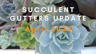 Succulent Gutters Update April 2022