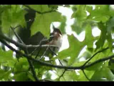 Bay-breasted Warbler 