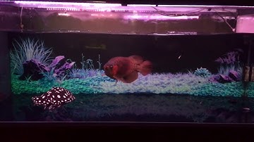 CHO CÁ RỒNG SĂN CÁ MỒI SẼ NTN ? AROWANA TV (Arowana fish eat fish bait)