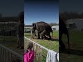 Elephants are being hit and hurt right in front of visitors at Endangered Ark Foundation.