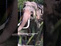 L.A. Zoo's Uncertain Future: Grand Jury Sounds Alarm