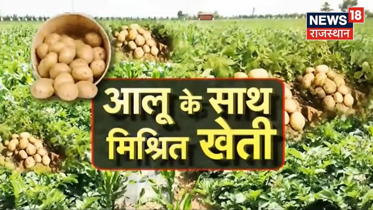 Annadata | आलू की खेती के साथ-साथ करें मिश्रित खेती और कमाए अधिक आमदनी | Agriculture News