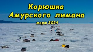 Корюшка Амурского лимана. Март 2024