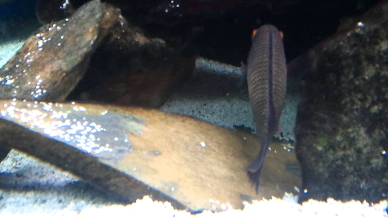 official secrets Tropheus Moorii Chaitika Spawning...