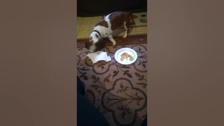 Dog Saving Leftovers