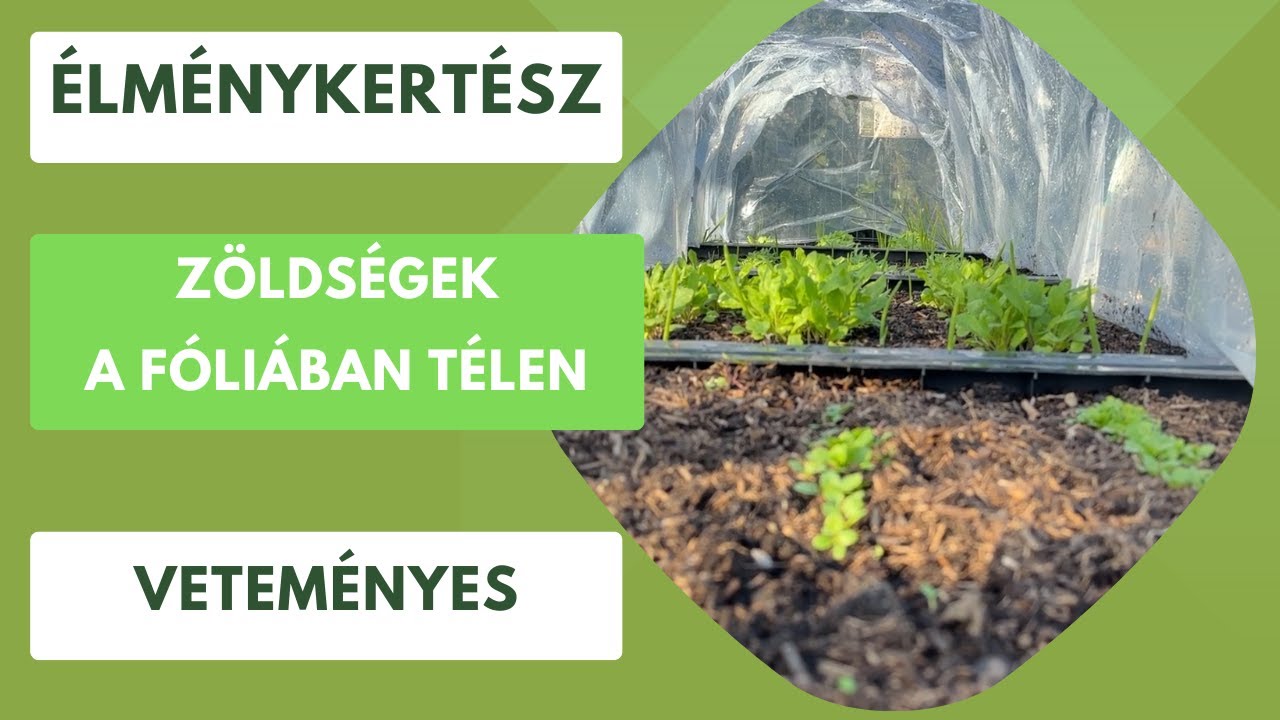 Téli kertészkedés: Zöldségek termesztése a hidegben🌱