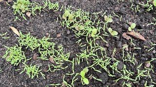 Poppy seed germination