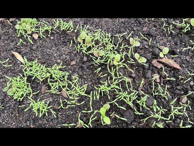 Poppy seed germination - YouTube
