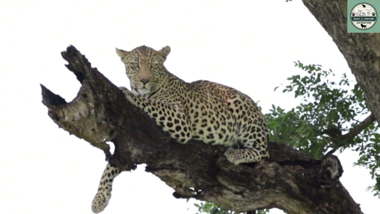 Leopard near Nsemani Dam