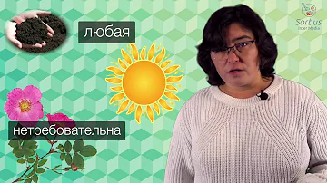 Шиповники. Роза собачья.