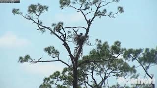 Famous SWFL. E22 is back. It flies under the nest in a branch. It does not enter the nest.01.04.2023 Profile