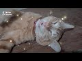 Arabian Mau Cat - Sunny!!! 😸😹😻😻 の動画、YouTube動画。