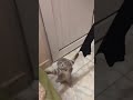 Kitten's Adorable Struggle #cat #kitten #shorrts