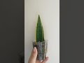 #shorts У нас родился малыш🌱 #sansevieria