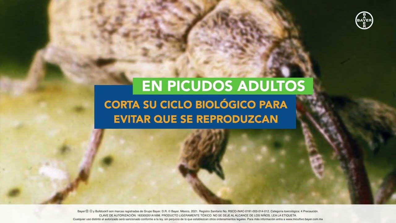 Bulldock® - Protección de Vanguardia para tu algodón - YouTube
